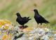 Choughs by Richard Bedford